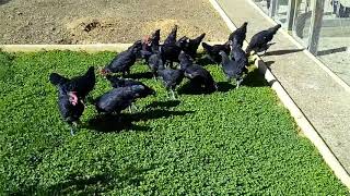 Pollitas castellanas con sus hermanos abril 2023