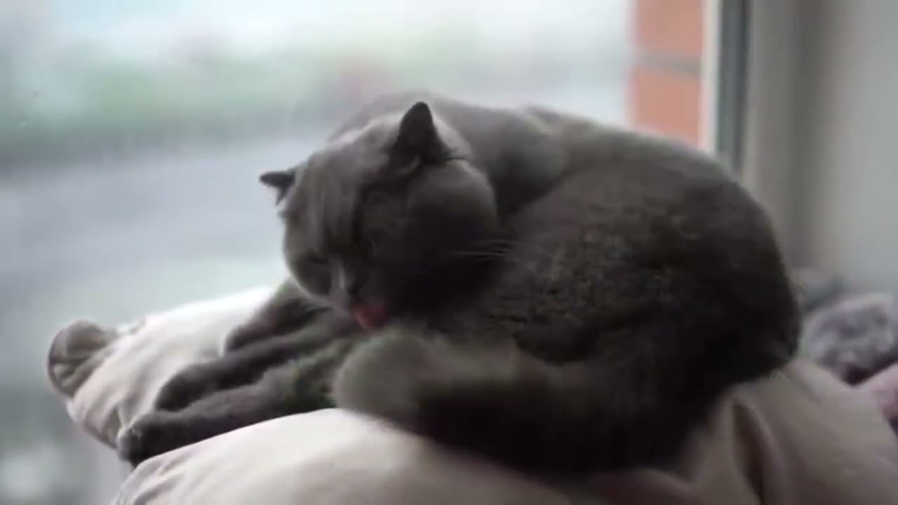 Cute & Funny Pet Moments  | Adorable Animals That Will Make You Smile