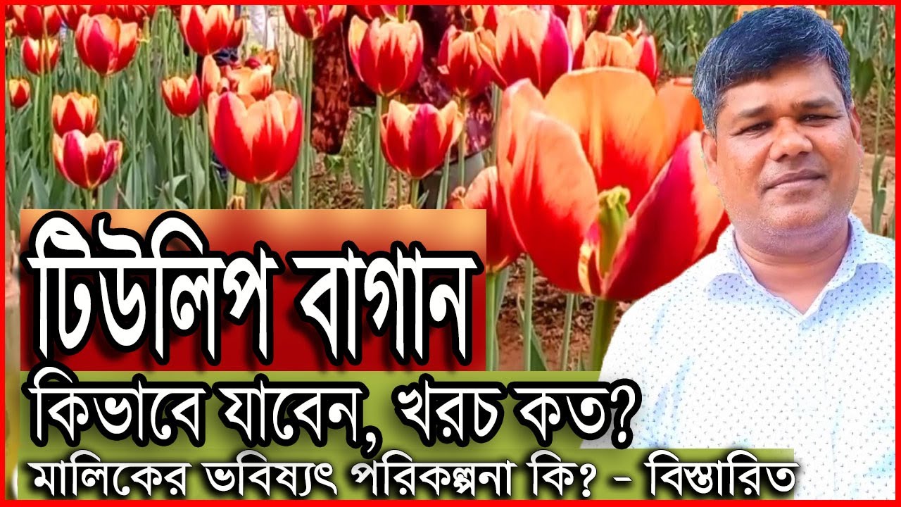 Tulip Garden in Gazipur Bangladesh গাজীপুরে টিউলিপ ফুলের বাগান Tulip