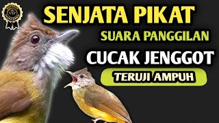 Untuk pancingan memanggil cak jenggot | suara pikat cucak jenggot paling ampuh