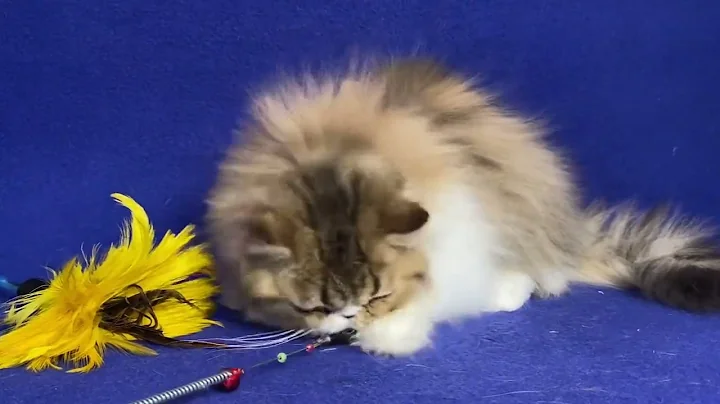 Video 7048261: tabby persian kitten, tabby male persian, white male persian kitten, persian kitten brown, cat