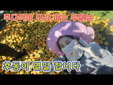 🔴 후동이 따고 담고, 촌 생활 잘 적응하고 있습니다. 맛있는 담감 가격