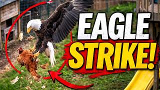 Bald Eagle Attack Caught On Camera Eagle Hunting Prey In The Pacific Northwest