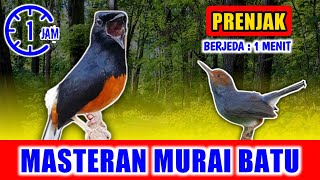 MASTERAN MURAI BATU - suara Prenjak Keras Gacor  jernih keras berjeda 1 menit FULL 1 JAM