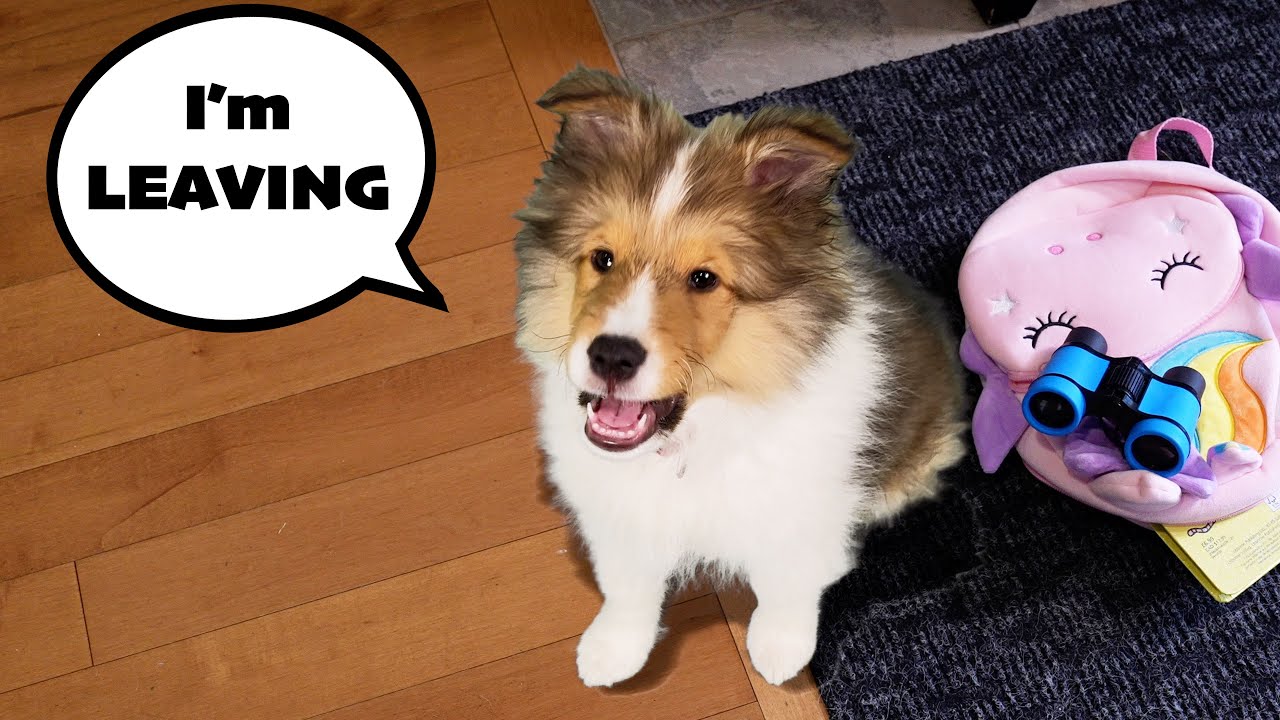 Leaving for my own Good! 🎒🐶🩳 Puppy Running away from Home? - YouTube