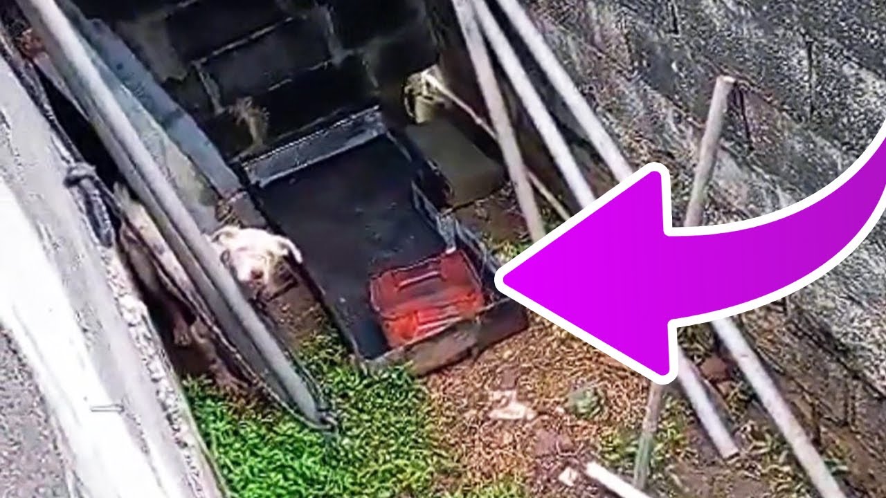 Abandoned Dog Finds Hope After Being Saved from a Harsh Life and Given ...