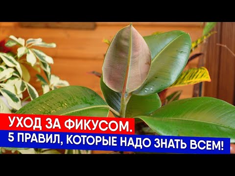 Как ухаживать за фикусом в домашних условиях в горшке для начинающих