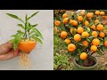 Best way to grow orange tree from orange  grow orange 