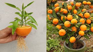 Best way to grow orange tree from orange  grow orange