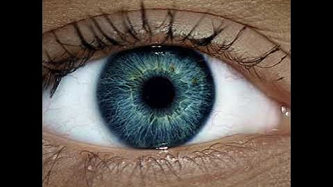 Virtual Work Experience Services