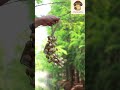 Deep Forest Ropes: Handmade Chacha Oleander Seed Hand Bell | ASMR Vine-Twist Tones