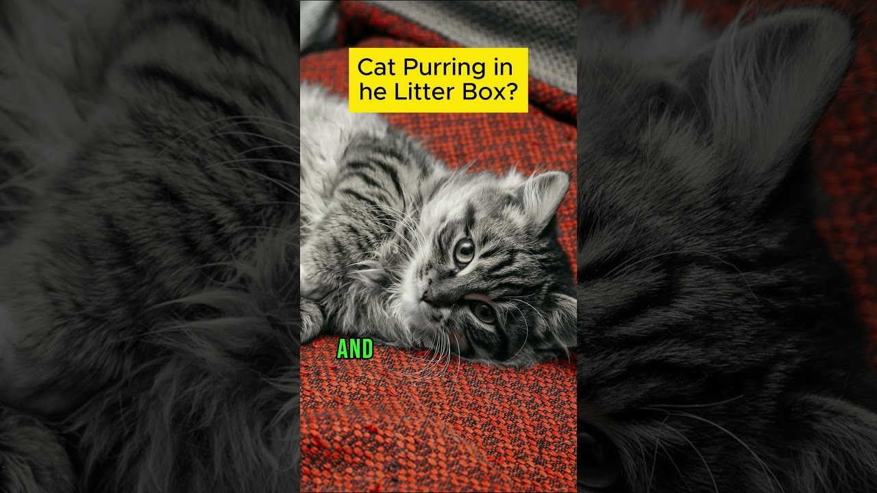 Cat Purring in the Litter Box?  