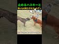 止めるハスキーと怖いもの知らずのゴールデン
