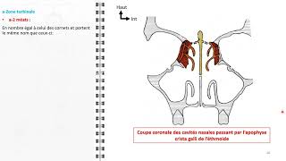 ANATOMIE FMPM  LES FOSSES NASALES