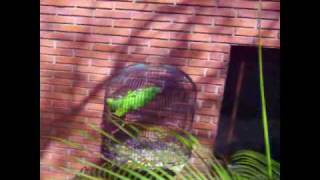 Singing Parrots -Loros cantando