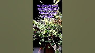 #قرآن كريم#سورة النساء،: وَإِنْ خِفْتُمْ شِقَاقَ بَيْنِهِمَا فَابْعَثُوا حَكَمًا مِّنْ أَهْلِهِ