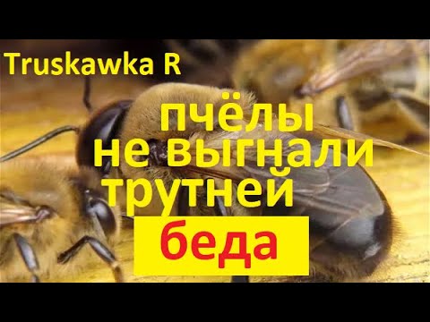 Пчёлы не изгнали трутней из улья осенью. Это проблема на пасеке или нет? И почему они их оставили?