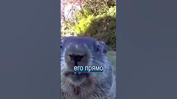 Сурок издевается над фермером