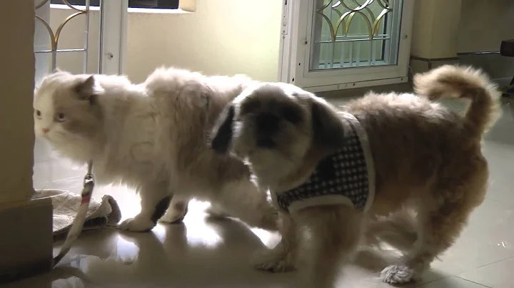 Watch the video about Dog Humping Cat !