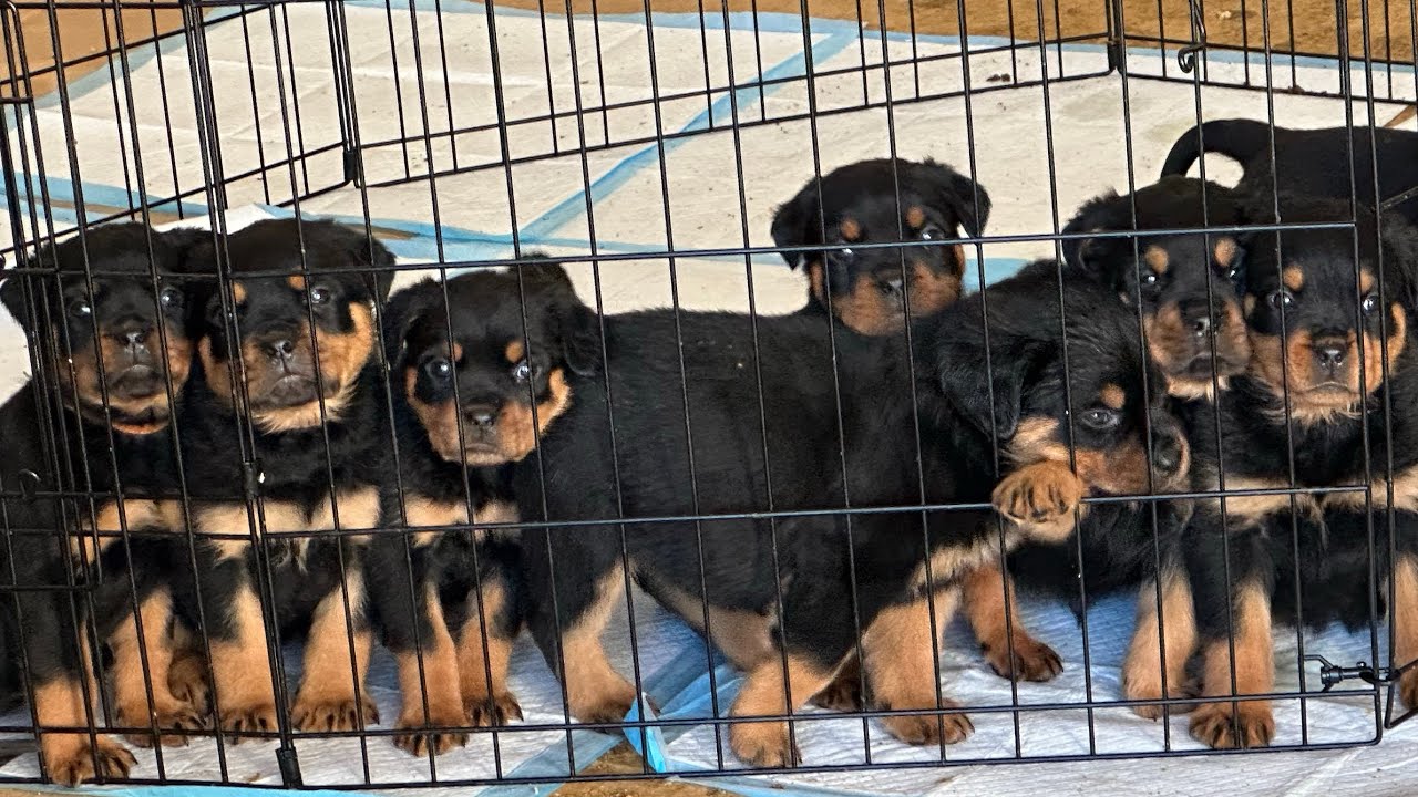Seven Rottweilers ROTTWEILERS: MORE PUPPIES????? - YouTube