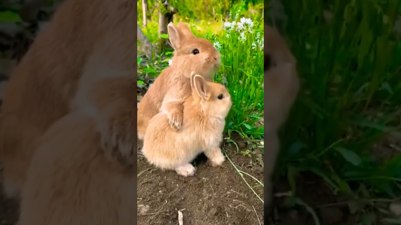 love song || love song 