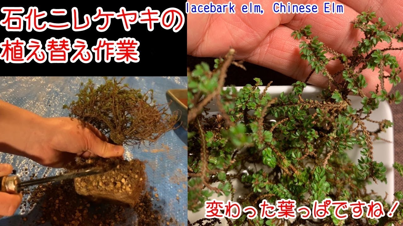 石化ニレケヤキの植え替え作業 変わった葉ですが楡けやきです Lacebark Elm Chinese Elm アキニレ 盆栽 Bonsai Youtube
