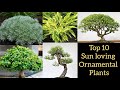 Top 10 permanent sun loving ornamental plants, All season hardy plants for pots, garden plants