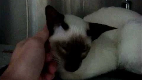 Video 4420271: chocolate point siamese
