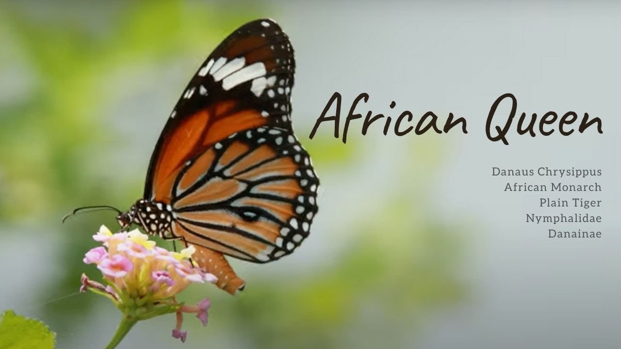 Danaus Chrysippus || African Queen || African Monarch || Plain Tiger || Nymphalidae || Danainae