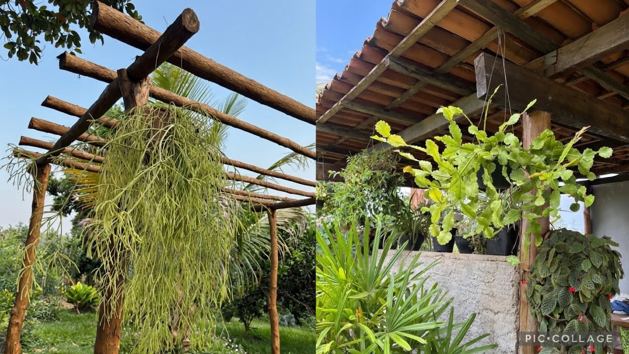 Ripsales e Cactos Diferentes 🌿