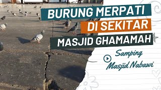 Burung Merpati Di Sekitar Masjid Ghamamah Samping Masjid Nabawi