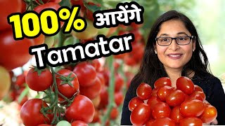 🔴GROW TOMATOES FROM SEEDS AT HOME IN DETAILS टमाटर बीज से उगाएं #tomatoes #gardening #tamatr #plant