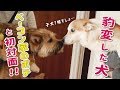 おっとりコーギーが豹変！元野犬のポテと初対面した結果