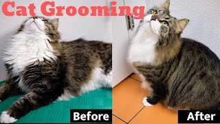 Cat Grooming: Siberian cat taking a bath, cleaned and blow dried. Long-haired cat guidelines