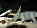 T Rex VS Triceratops Stop Motion