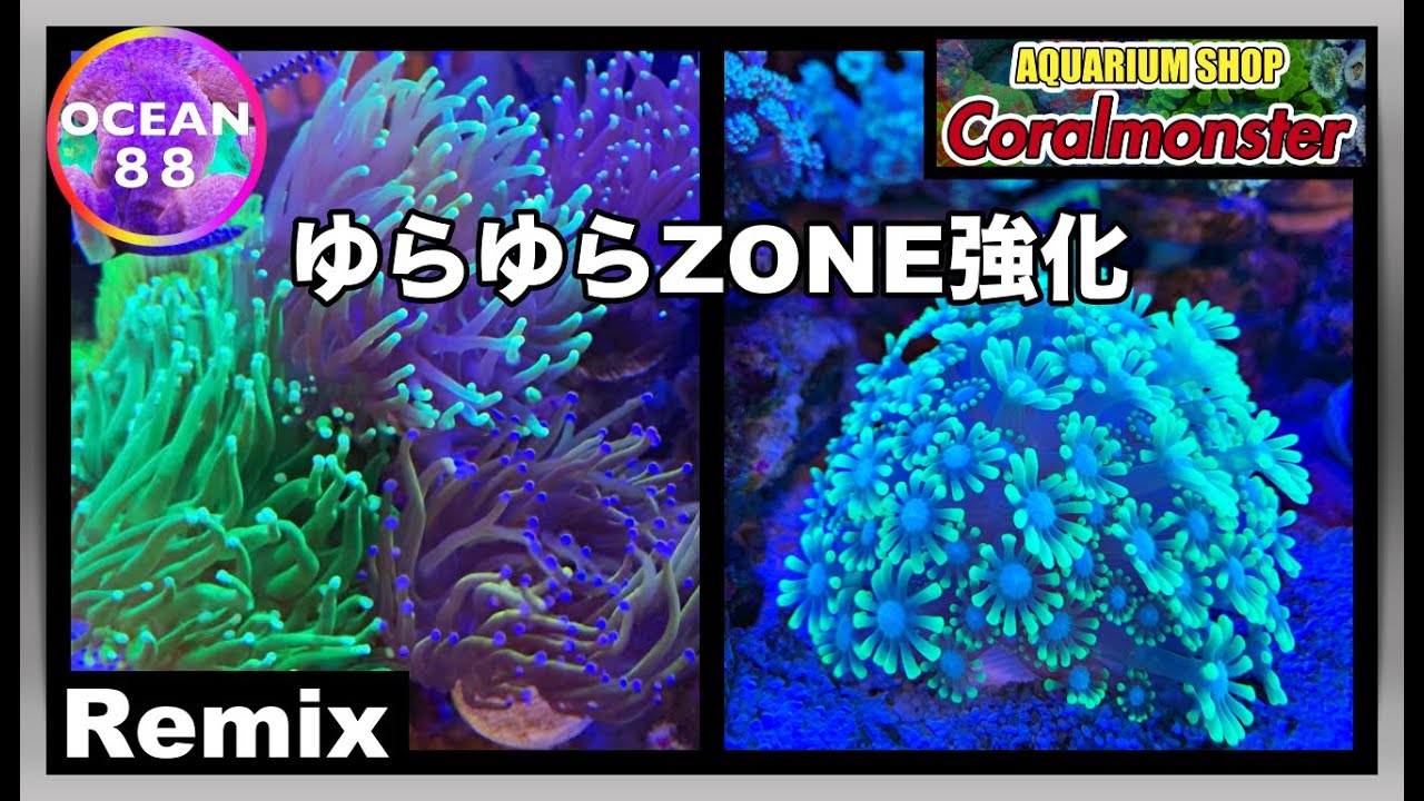 【海水魚水槽・サンゴ水槽】ユラユラゾーン強化（アワサンゴ・ハナサンゴ）（マリンアクリウム）