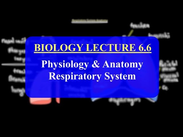 IMAT Biology Lesson 6.6 | Anatomy and Physiology | Respiratory System