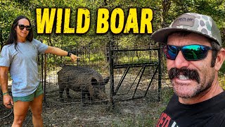Wild Hog Trapping-I Built the Trigger and the Boar Still Got Out.