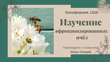 Изучение африканизированных пчел (Калифорния, США)