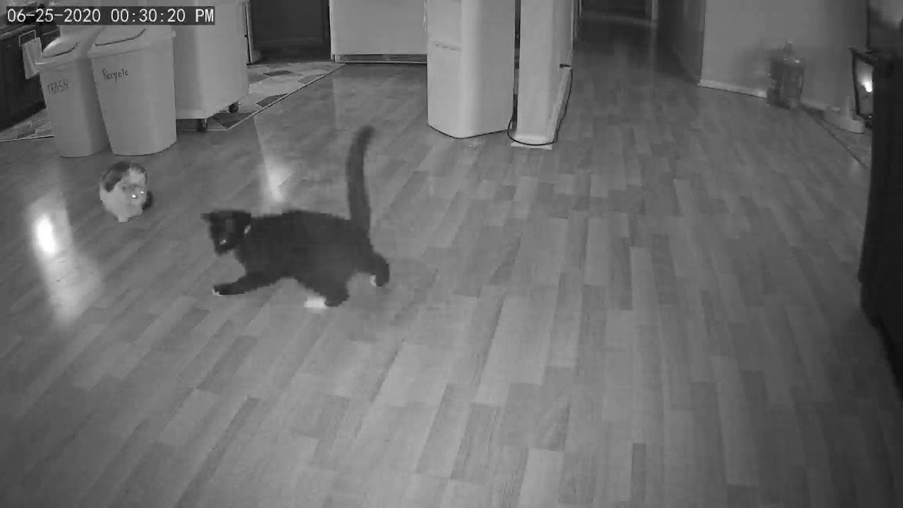 Cat chasing laser light YouTube