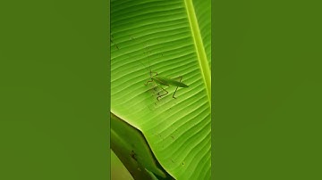 grasshopper farming in uganda, grasshopper farming in kenya,
