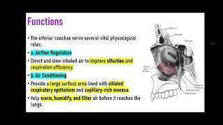 Inferior Nasal Conchae