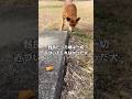 指1本触れられなかった野良犬が家族になった話 #保護犬 #野良 #shorts