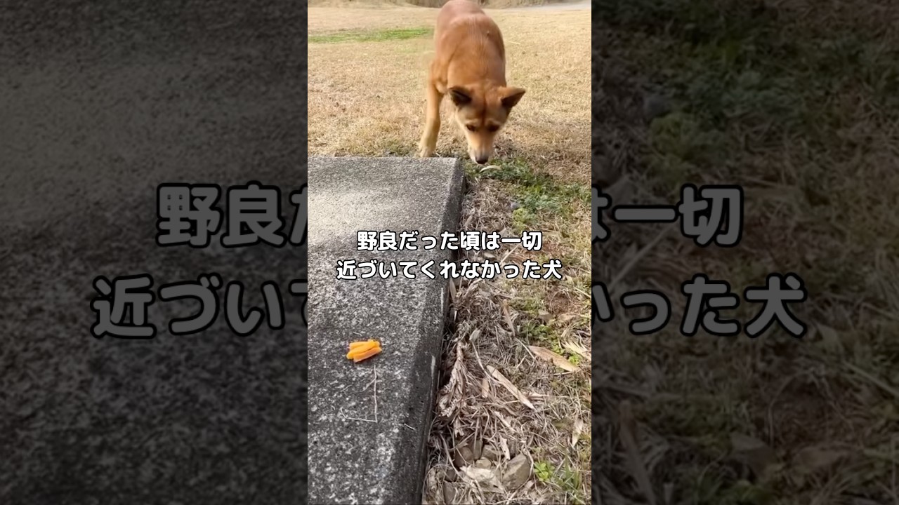 指1本触れられなかった野良犬が家族になった話 #保護犬 #野良 #shorts