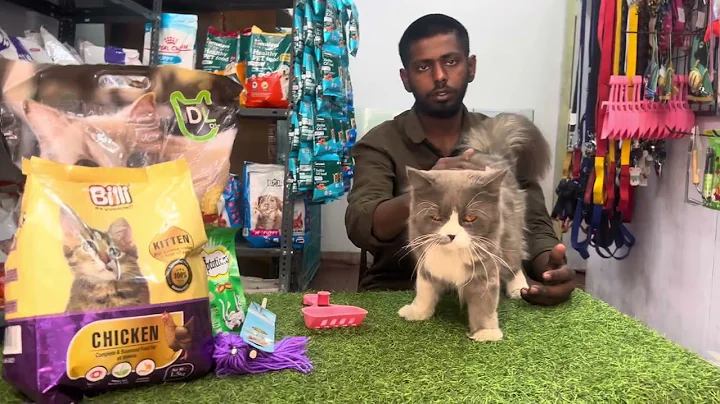 Video 11798501: persian cat food, persiancat cat