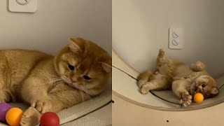 감자 VLOG | 고양이 브이로그 | 고양이 일상 |
