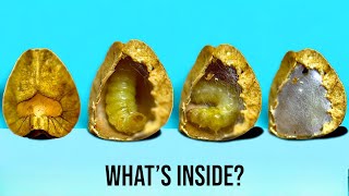 What Lives Inside Mexican Jumping Beans? | Weird Nature | growithjessie
