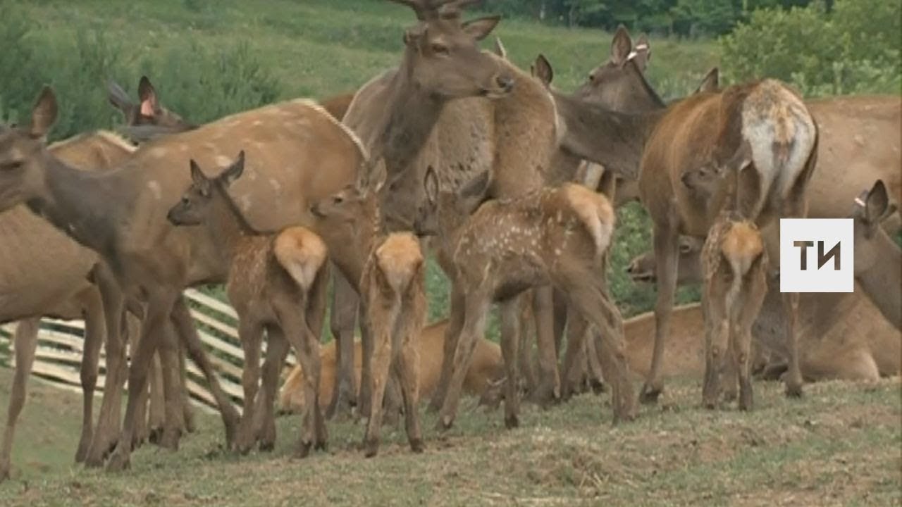 Президентские маралы прижились в лесах Татарстана и дают потомство ...