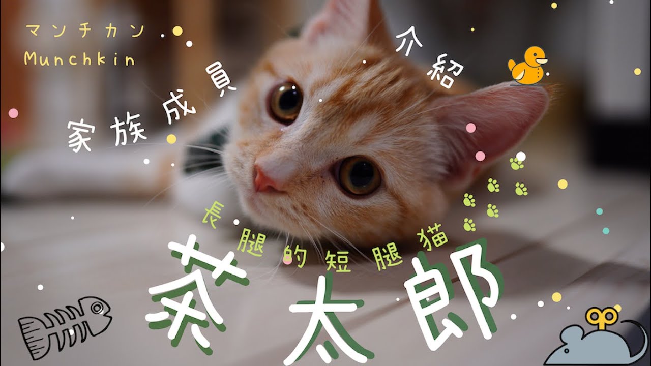長腿的短腿貓 茶太郎 足の長いマンチカン 茶太郎ちゃん Munchkin With Long Legs Youtube 長腿的短腿貓 茶太郎 足の長いマンチカン 茶太郎ちゃん Munchkin With Long Legs Youtube