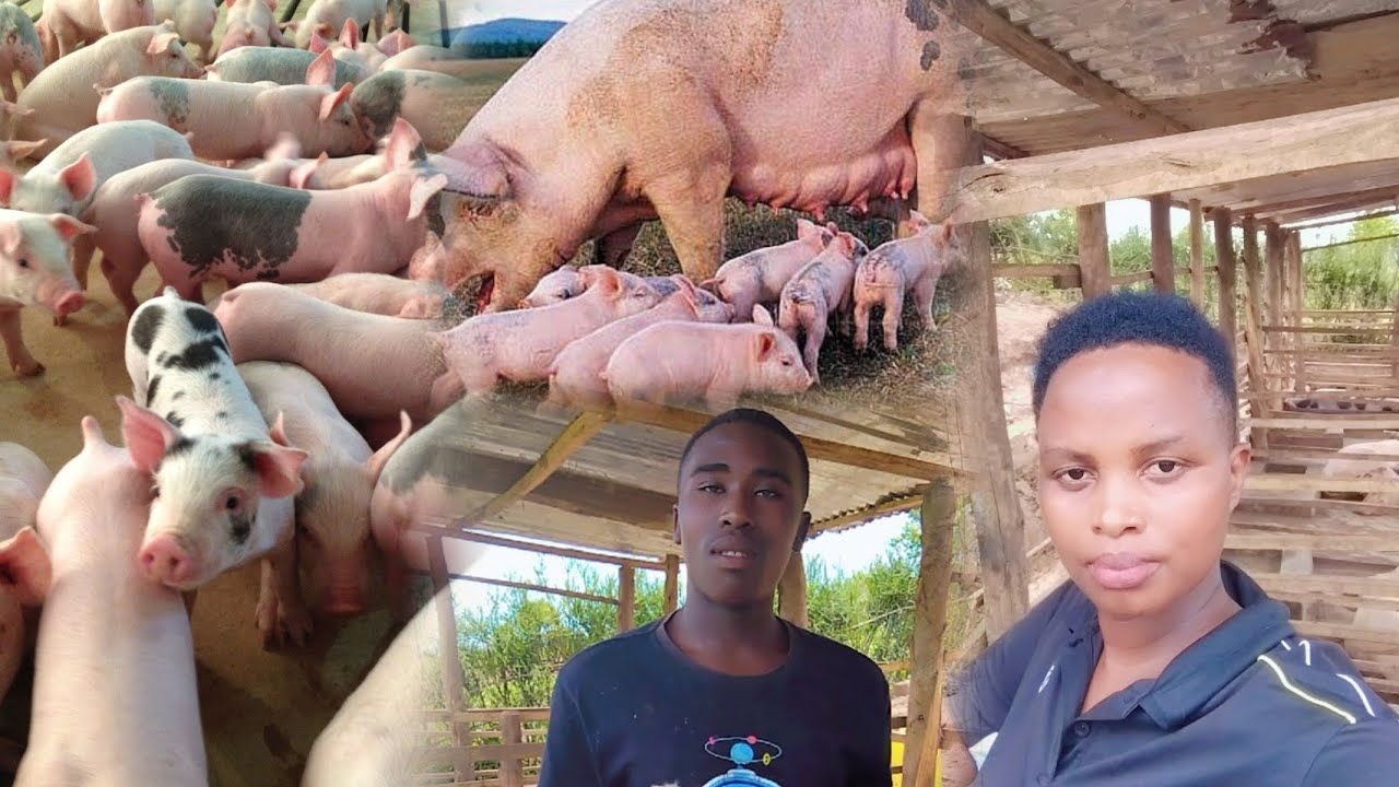 Yaretse gukora icyiyede no kwikorera imizigo kubera ubworozi bw'ingurube mugihe gito agwije ifaranga